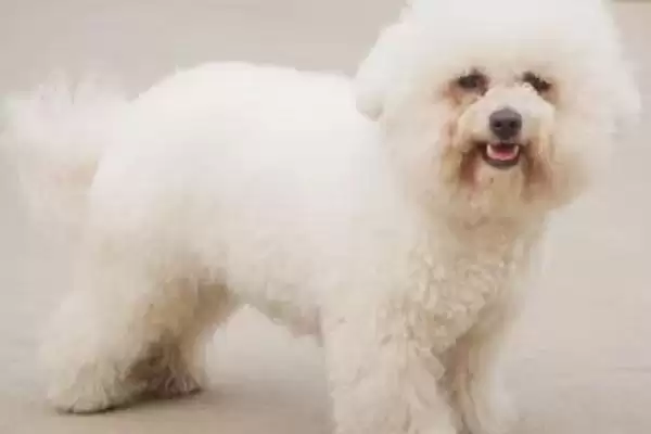 卷毛比熊犬的食物喂养 ,卷毛比熊犬的食物喂养要注意什么？插图3