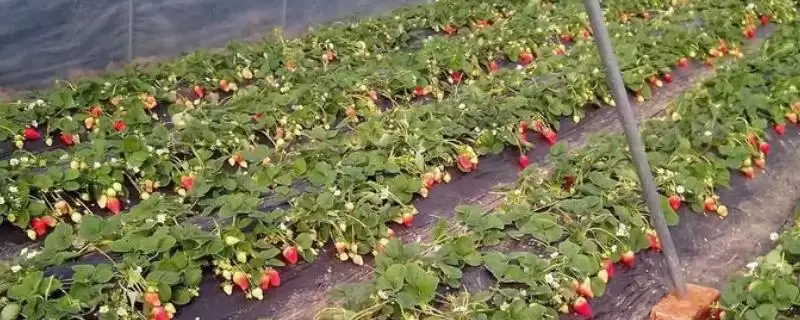 连阴天大棚草莓的管理方法，应坚持揭草帘并适当加温-会东网