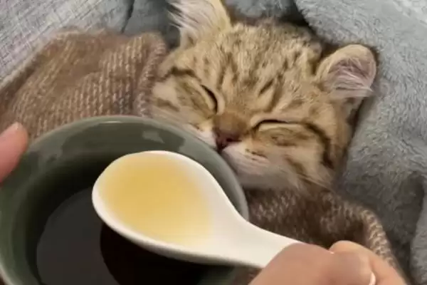 猫反复发烧怎么处理好 ,猫反复发烧先做什么处理插图4