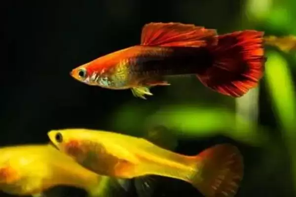 孔雀鱼颜色变浅的原因 ,水温水质如何影响孔雀鱼颜色？插图3