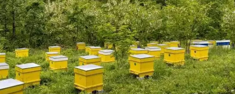 养殖蜜蜂的好处，具有投资小、效益高、管理简单等优点-会东网