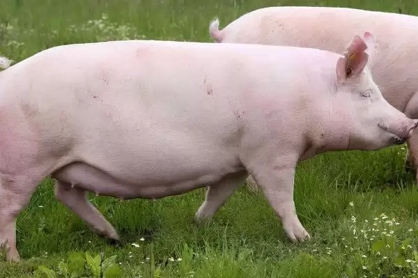 母猪不进食没精神且不发烧怎么处理呢,热天母猪不食可拌水饮冬夏太保插图1