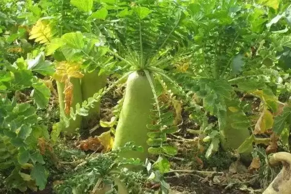 萝卜糠心的原因是什么 ,萝卜糠心因水分和贮藏何起插图4