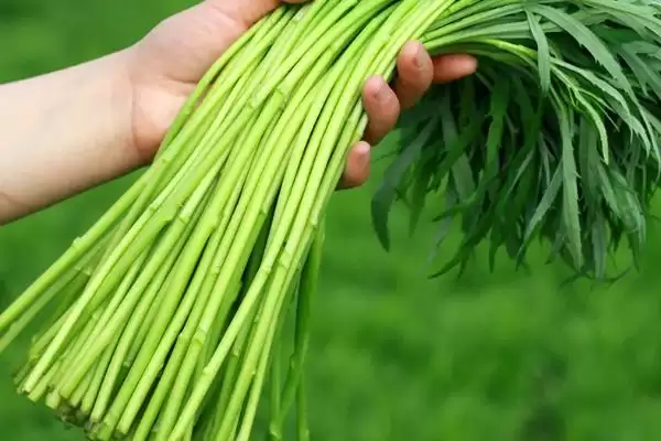 目前哪些野菜具有种植前景呢,芦蒿、苋菜、苦菜等野菜有种植前景插图1 目前哪些野菜具有种植前景呢,芦蒿、苋菜、苦菜等野菜有种植前景插图1