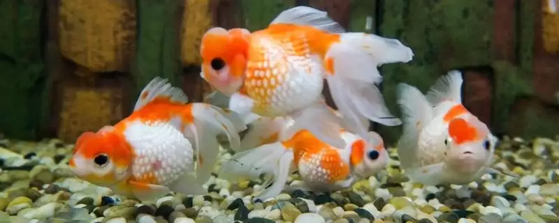 金鱼的食物种类 ,金鱼可以喂哪些种类的食物-会东网