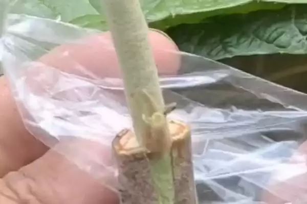枇杷嫁接后管理秘籍:及时抹除砧木芽的关键步骤插图1 枇杷嫁接后管理秘籍:及时抹除砧木芽的关键步骤插图1