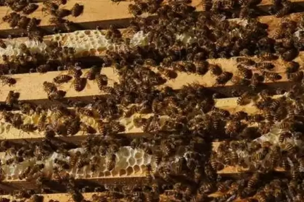 怎样识别作盗群，可在被盗群的巢门口撒些白色面粉或其他无毒的颜料插图2