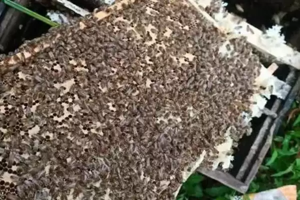 为什么蜜蜂会越养越少，失王会导致插图3