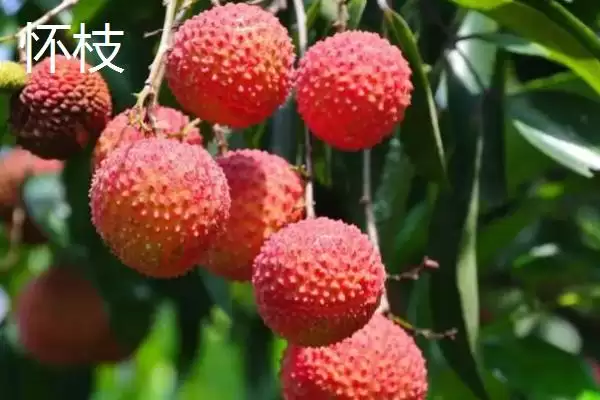 御金球荔枝品种的特性，生长势较强且裂果率低插图6