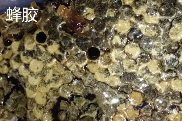 蜂巢和蜂胶的区别，来源、作用和成分均不同插图2