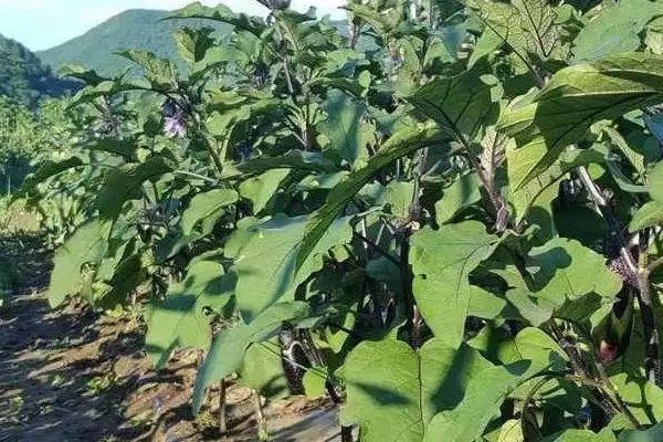 种茄子实现高产的方法和重点？种茄子实现高产要做好哪些细节？插图3