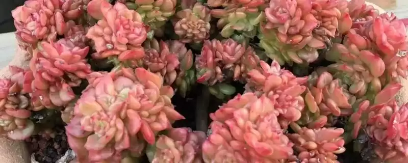 夏季养蜡牡丹的方法和要点？夏季养殖蜡牡丹要掌握哪些关键步骤？-会东网