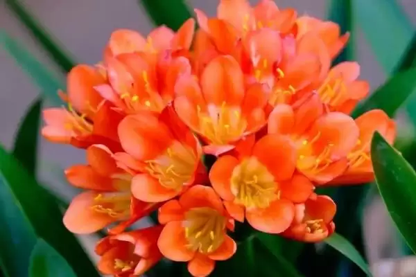 君子兰开花的叶片数量 ,君子兰长出多少片叶子可能开花呢？插图1