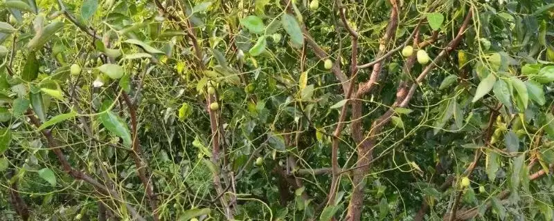 探寻枣树锈病原因的方法和重点？探寻枣树锈病原因要做好哪些细节？-会东网