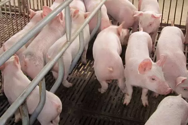 防治猪相关疾病的方法和重点？养猪要做好哪些疫病防控系统细节？插图1
