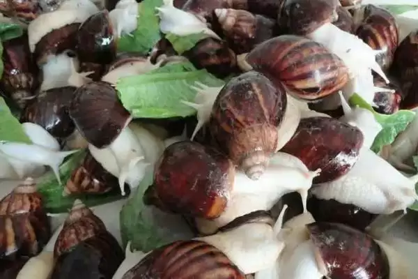蜗牛常见的疾病？了解蜗牛常见疾病要知晓哪些关键的病症表现和疾病种类要点？插图3