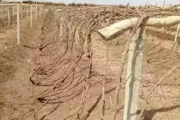 葡萄树越冬埋土技术：9月下旬到10月上旬首次浅埋的要点插图2