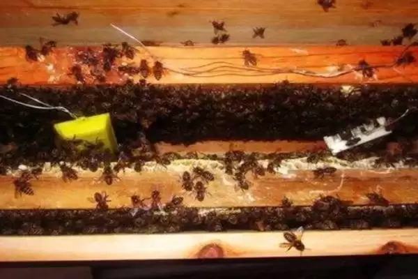 拆分蜂群的方法，可直接将原蜂箱中的部分蜂脾、蜜脾放入新蜂箱中插图3