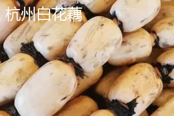 莲藕的优质品种 ,有哪些好吃的莲藕品种推荐呢?插图3 莲藕的优质品种 ,有哪些好吃的莲藕品种推荐呢?插图3
