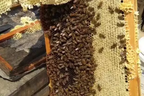 蜜蜂夏季管理技术，应适时进行奖励饲喂插图1