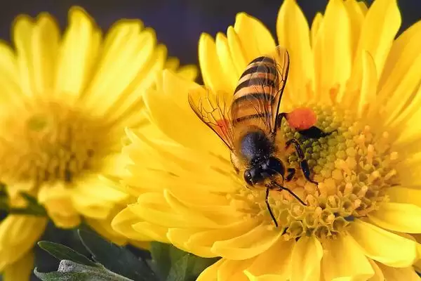 蜜蜂出现枣花蜜中毒情况如何处理，可对蜂群喷洒淡盐水插图1