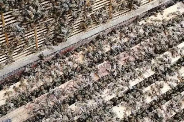 一箱蜜蜂的价格，通常需要300-600元左右插图5