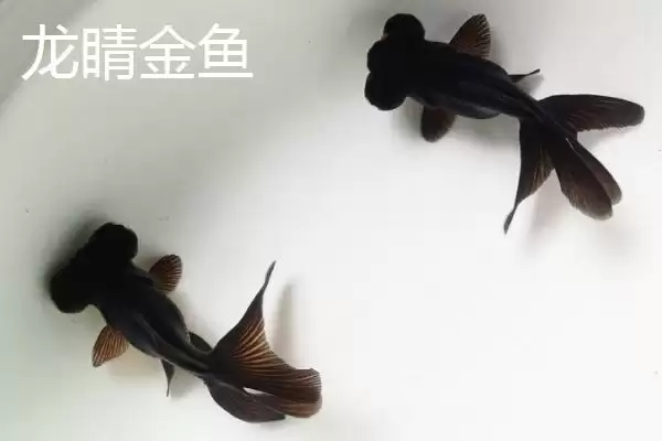 买金鱼去哪里买比较好 ,买金鱼选择什么市场合适插图6