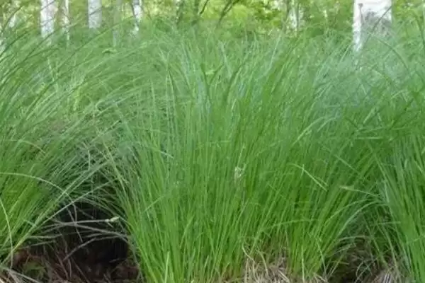 乌拉草的基本介绍和要点？了解乌拉草需关注哪些关键信息？插图2