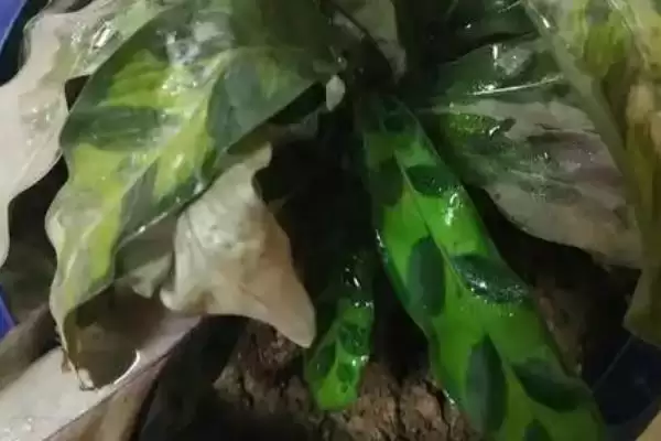 猫眼竹芋要怎么进行养殖呢 ,猫眼竹芋养殖温度保持 20-30℃插图3