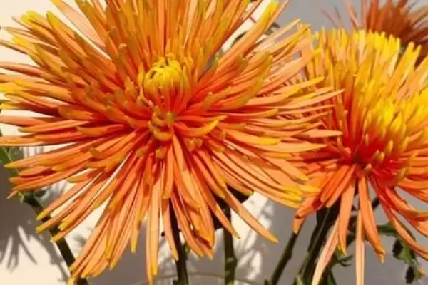 水培菊花为什么不生根？探究水培菊花不生根原因要考虑哪些因素？插图3