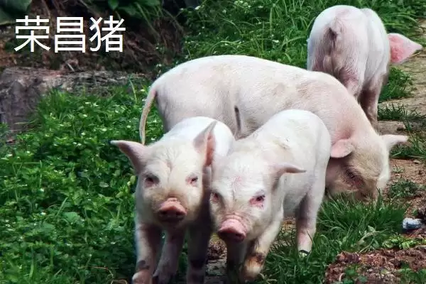 认识我国猪品种的方法和重点?养猪要做好哪些品种选择细节?插图5 认识我国猪品种的方法和重点?养猪要做好哪些品种选择细节?插图5
