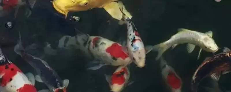 鲤鱼的批发价格情况 ,鲤鱼不同产地批发价格差异如何?-会东网