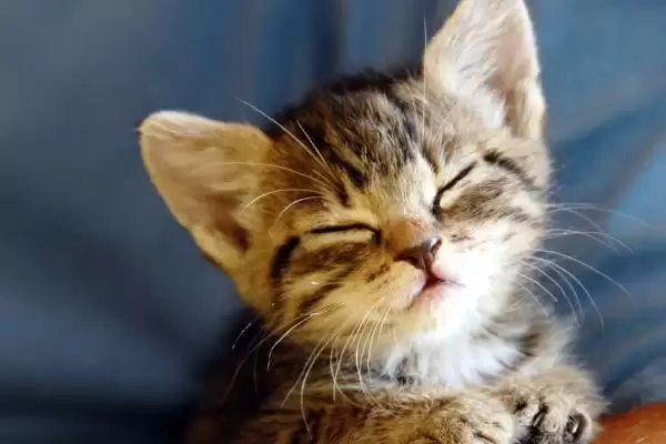 猫咪感冒了有哪些具体症状 ,猫咪感冒常频繁打喷嚏流清涕插图3 猫咪感冒了有哪些具体症状 ,猫咪感冒常频繁打喷嚏流清涕插图3
