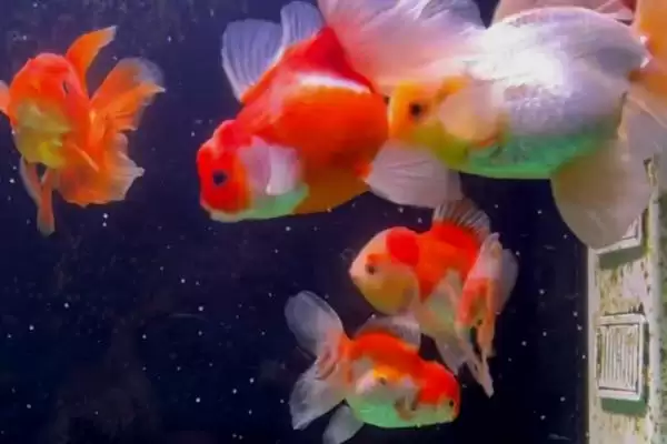 金鱼的产卵周期 ,金鱼一般多久产卵一次呢插图1