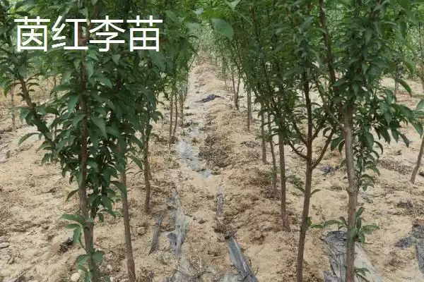 李子树苗有哪些好品种，蜂糖李、青脆李等品种均可选择插图4