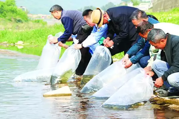 墨鱼要怎么进行养殖才可以呢 ,墨鱼选合适海域后可用网箱进行养殖插图3