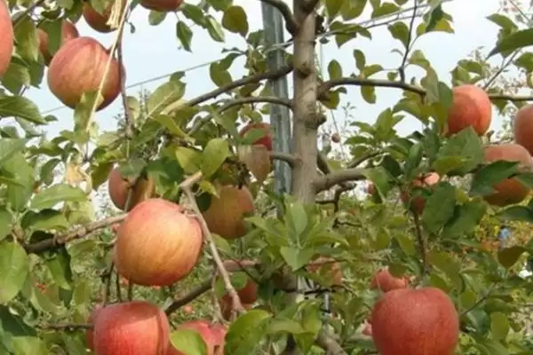 苹果树怎么栽培，在春天进行定植为佳插图1