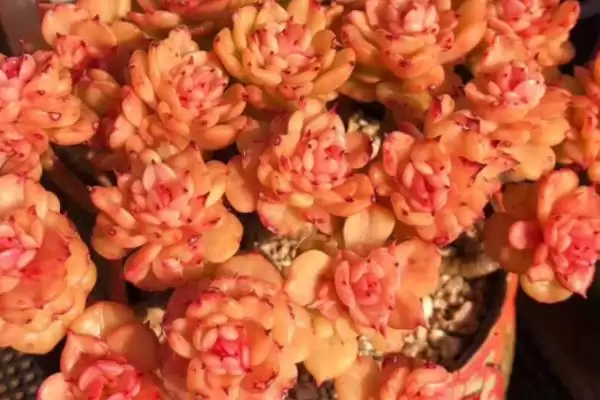 夏季养蜡牡丹的方法和要点？夏季养殖蜡牡丹要掌握哪些关键步骤？插图1