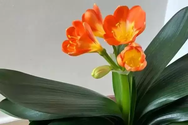 君子兰开花的叶片数量 ,君子兰长出多少片叶子可能开花呢？插图2