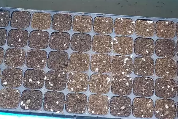 小香芹种植时间的要点和判断？确定小香芹种植时间需考虑哪些因素？插图5