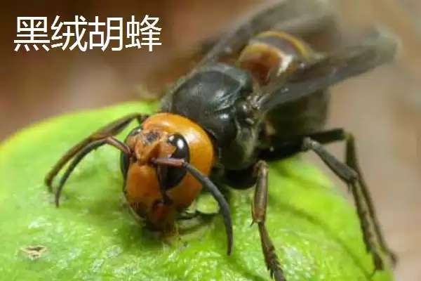 毒蜂的种类，常见以下10种插图7