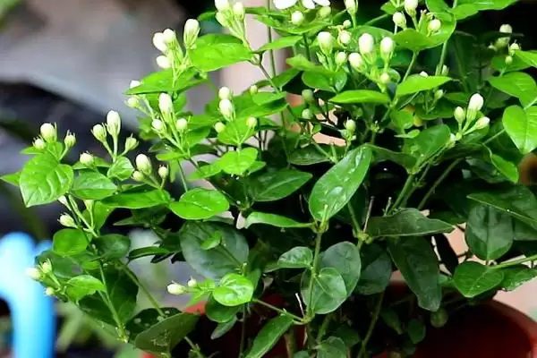 盆栽茉莉修剪技巧：生长期、开花期和花后修剪的方法插图3