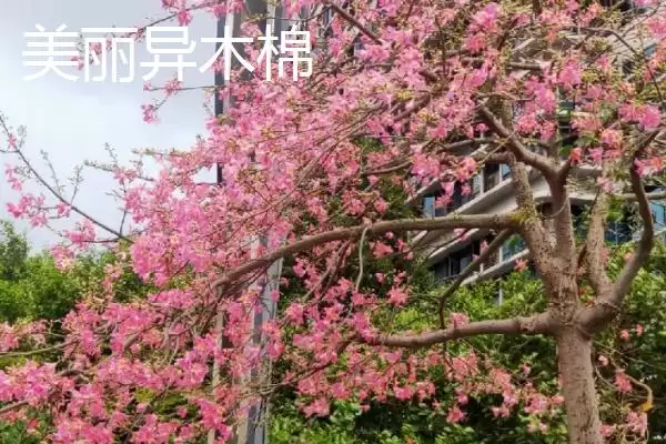 美丽异木棉和木棉有什么区别呢 ,美丽异木棉和木棉科属、形态、习性不同插图1