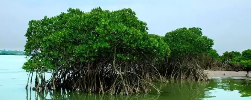 海上森林的奥秘：红树林为何有此美誉？-会东网