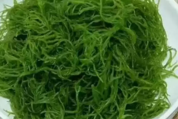 海上森林的奥秘：红树林为何有此美誉？插图3