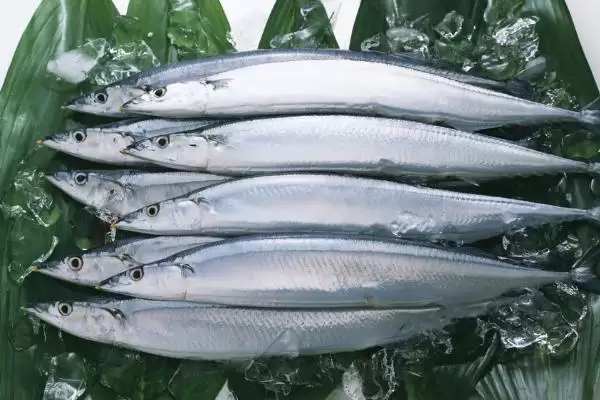 秋刀鱼的营养价值与食用建议：好吃但不可多吃的原因插图3