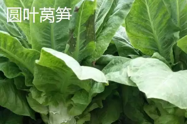 莴笋的产地？了解莴笋产地要知晓哪些主要的地域分布和生长环境信息？插图3