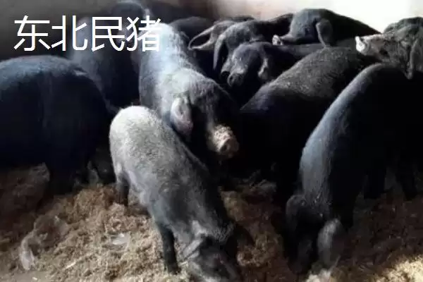 认识我国猪品种的方法和重点?养猪要做好哪些品种选择细节?插图1 认识我国猪品种的方法和重点?养猪要做好哪些品种选择细节?插图1