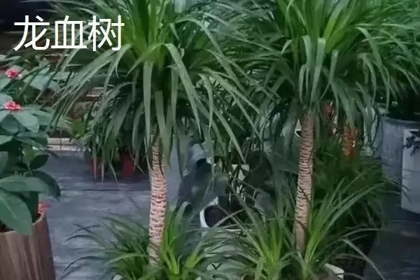 龙须树和龙血树的区别对比 ,龙须树和龙血树株型差异在哪？插图2