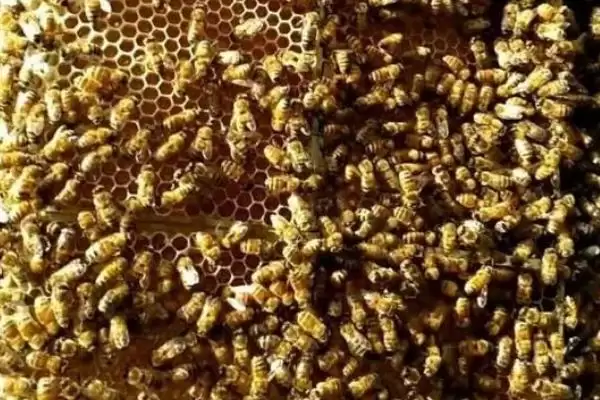 中蜂秋季管理的重点，重点工作是秋繁插图2